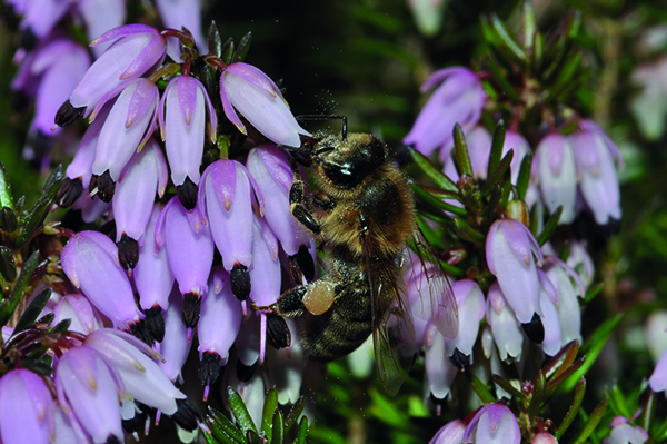 Die nur 30 cm hohe Schneeheide bildet für Honigbienen die erste Nektar- und Pollenquelle des Jahres. Foto: H. Bahmer