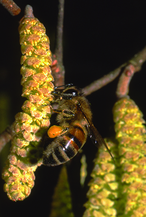 Die Kätzchen der Hasel stäuben oft schon im Februar. Honigbienen sammeln den Pollen in schwefelgelben Höschen. Foto: A. Spürgin