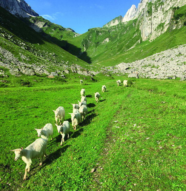 Ziegen auf der Alp (Bild roho)