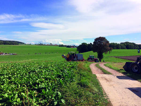 Kartoffelernte im Waadtland: «Wir können nicht die Schweizer Lohn- und Nachhaltigkeitsstandards erfüllen und gleichzeitig mit ausländischen Importen konkurrieren.» (Bild sl)