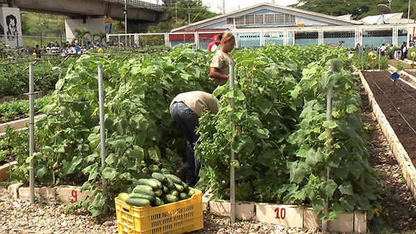 «In jüngster Zeit hat sich die lokale Versorgung mit Grundnahrungsmitteln dank der gewachsenen Eigeninitiative von zahlreichen Bauerngemeinschaften im Landesinnern und deren Unterstützung durch die Regierung merklich verbessert.»   Bild Fundación de Capacitación e Innovación para Apoyar la Revolución Agraria (CIARA)  LIZENZ:CC BY-NC-SA 4.0