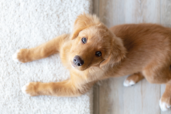 Im ersten Monat bei uns zu Hause, Endor als Welpe im April 2020.