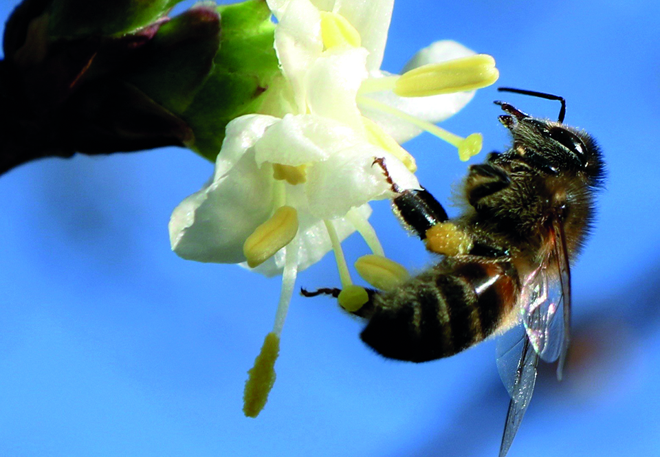 Die Hauptblütezeit der Winter-Heckenkirsche liegt im Februar/März, doch zeigen sich die ersten Blüten schon im Dezember. (Foto: F. Rickenbach)